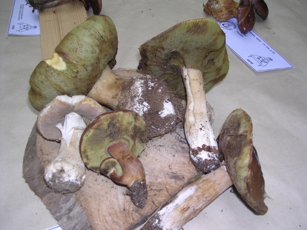 BOLETUS ERYTHROPUS